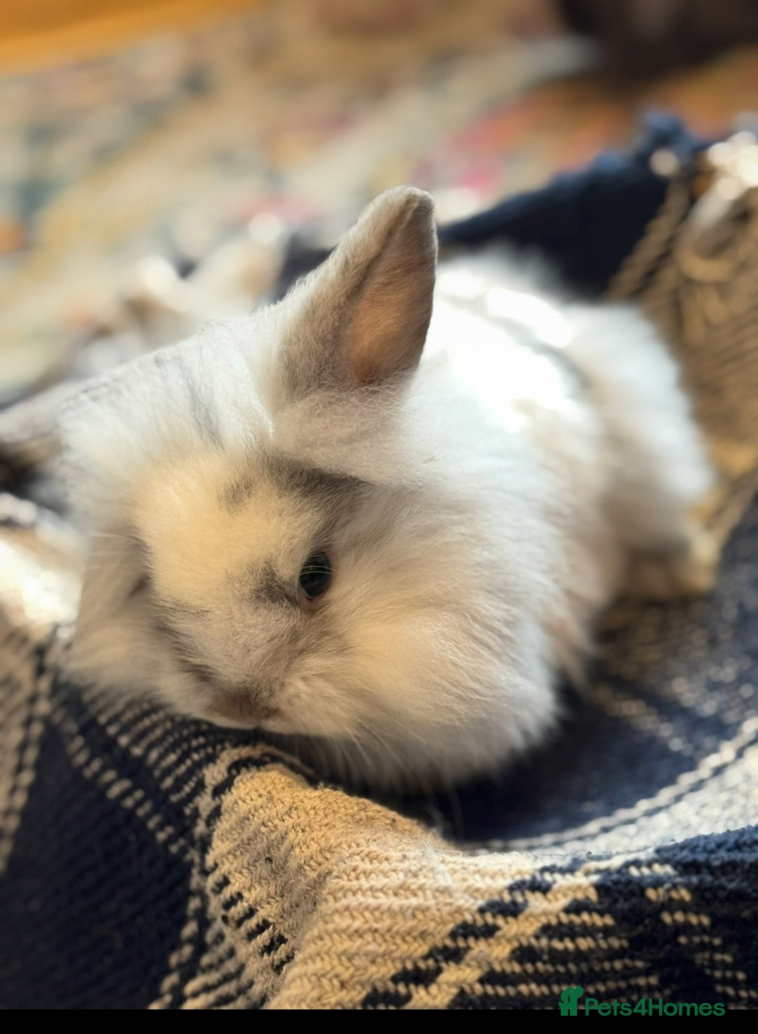 Mini Lion Lop rabbits for sale: Lion lop bunnies - Image 9