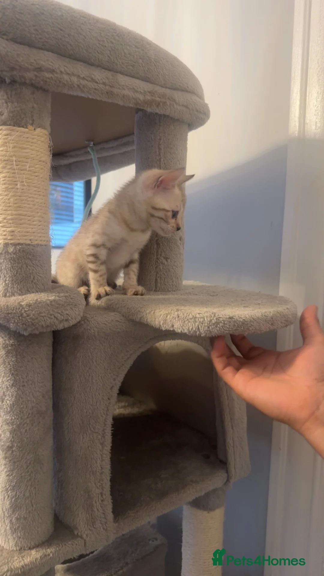 Bengal cats for sale: Bengal kittens blue eye snow and a green eye mink in Bradford - Advert 20
