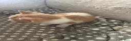Mixed Breed cats for sale: 3 Ginger & White Kittens Ready for Loving Homes - Advert 8