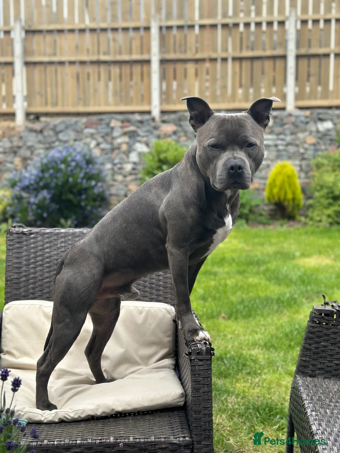Staffordshire Bull Terrier dogs for stud: Blue Staffordshire Bull Terrie Stud  - Advert 6