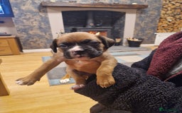 Boxer dogs for sale: Beautiful litter of KC reg bobtail boxer pups - Image 7