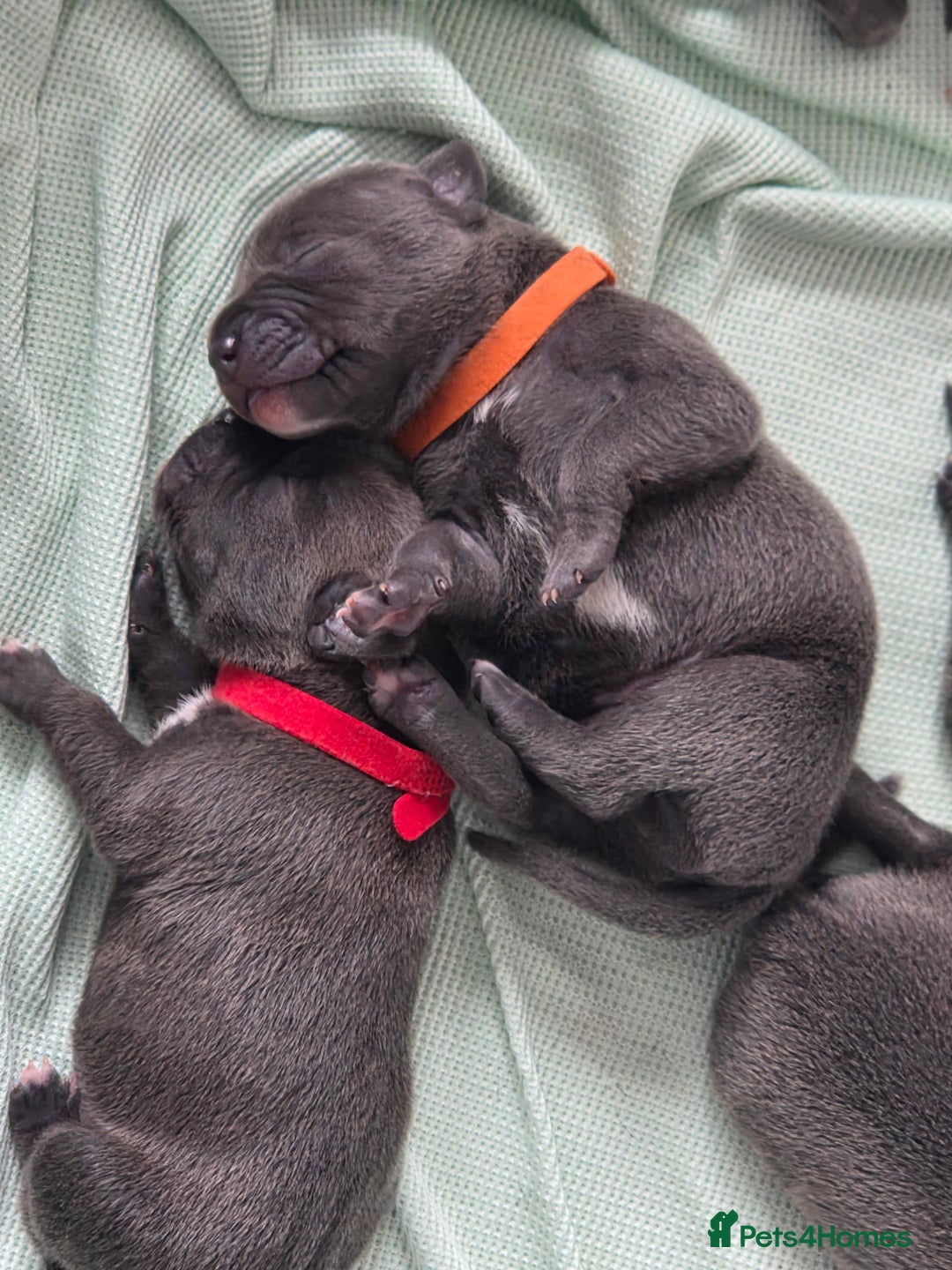 Staffordshire Bull Terrier dogs for sale: Staffordshire Bull Terrier Puppies - Image 7