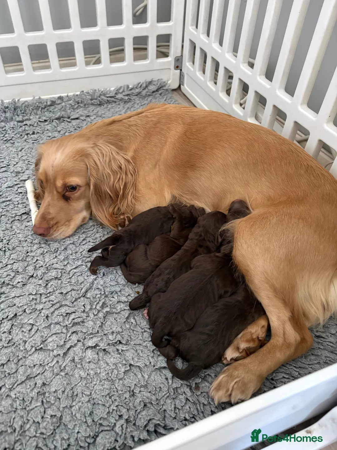 Cockapoo dogs for sale: F1 health tested cockapoos in Middlesbrough - Advert 33