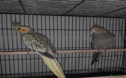 Cockatiels birds for sale: Beautiful cockatiels - Advert 7