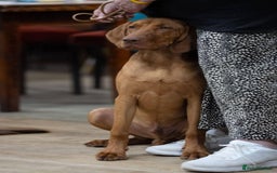 Hungarian Vizsla dogs for sale: Young male Hungarian Vizsla - Image 1