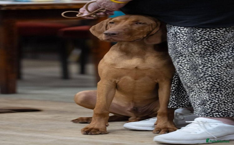 Hungarian Vizsla dogs - Advert 1