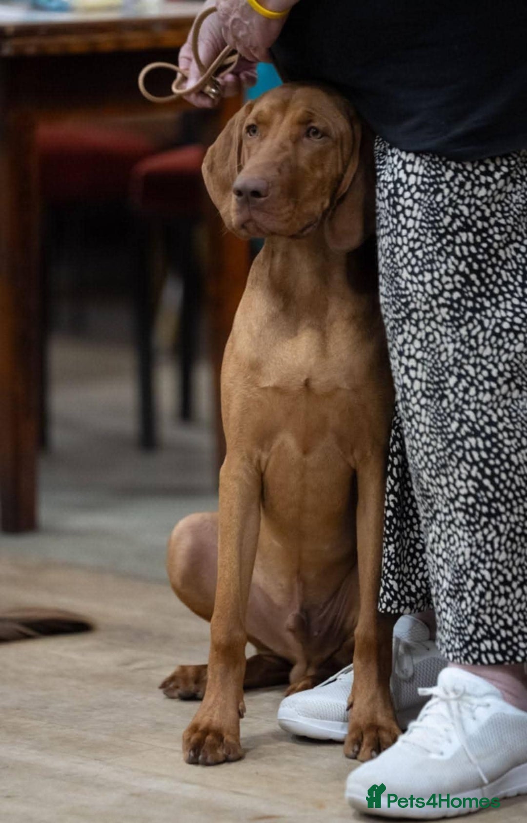 Hungarian Vizsla dogs for sale: Young male Hungarian Vizsla - Image 1
