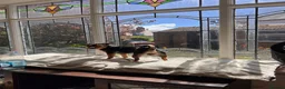 Mixed Breed dogs for stud: Stud Jackrussell x Pug  in Blackpool - Advert 8