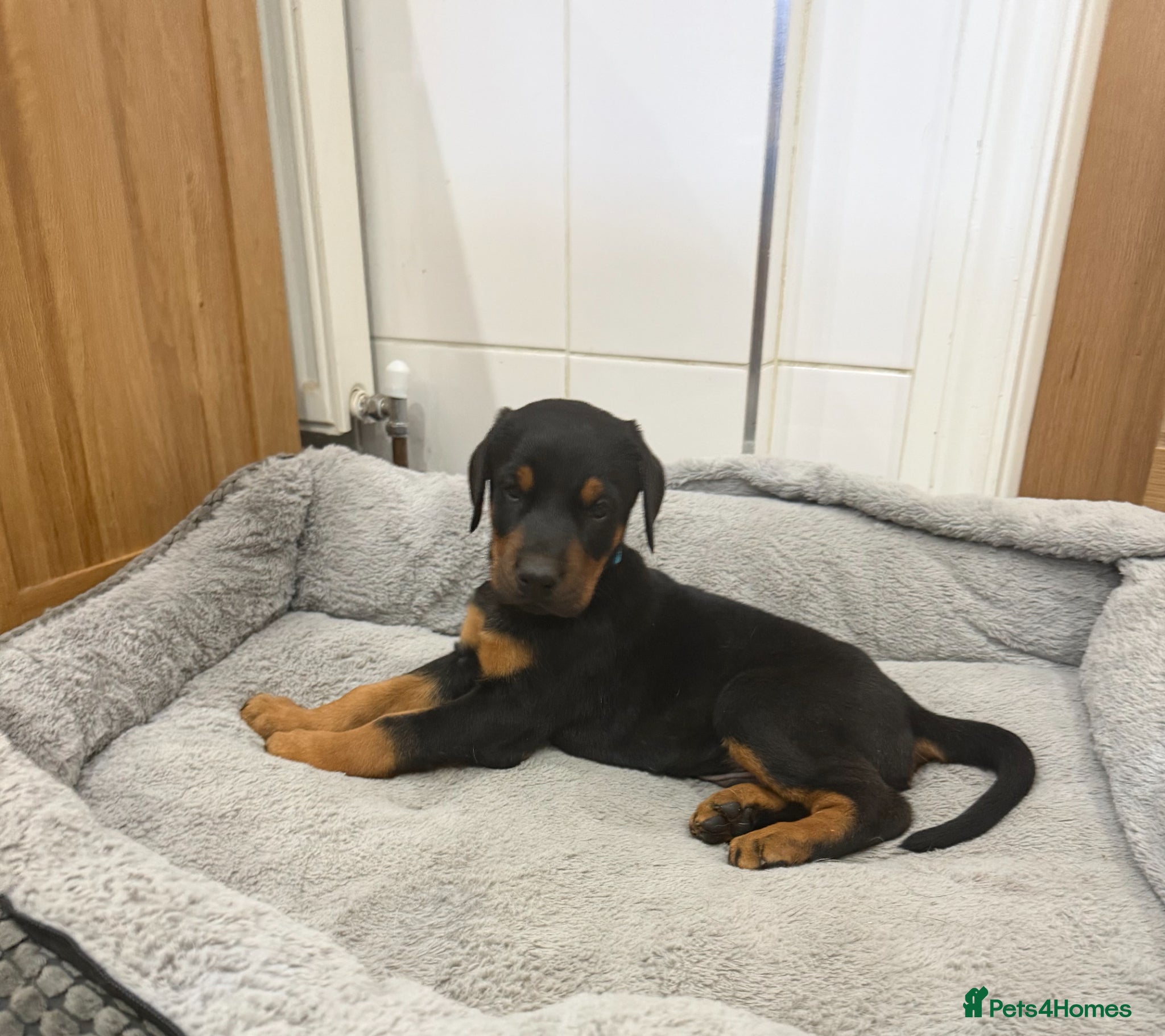 Dobermann dogs Beautiful Dobermann puppies for sale - Advert 3