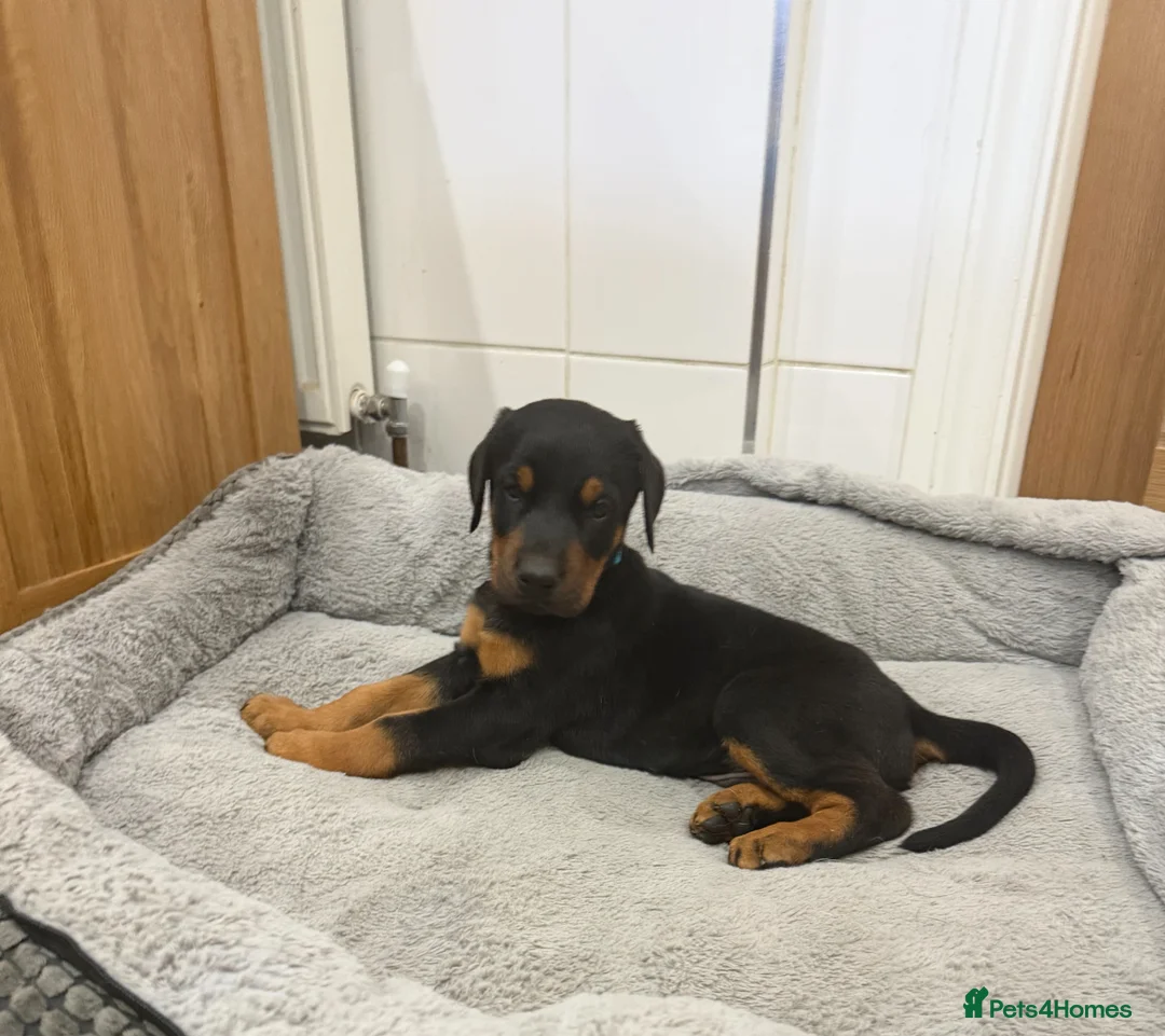 Dobermann dogs for sale: Beautiful Dobermann puppies for sale - Advert 1
