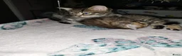 British Shorthair cats for sale: Beautiful tabby kittens looking for loving home - Advert 12
