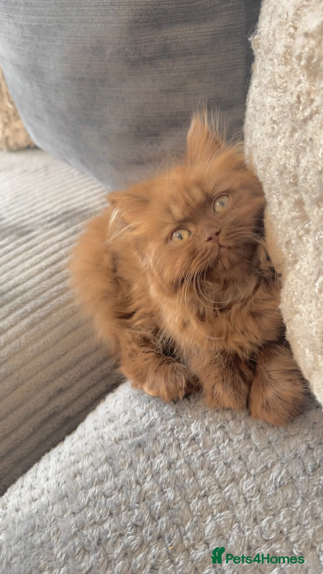 British Shorthair cats for sale: Cinnamon/brown male British longhair kitten - Advert 2