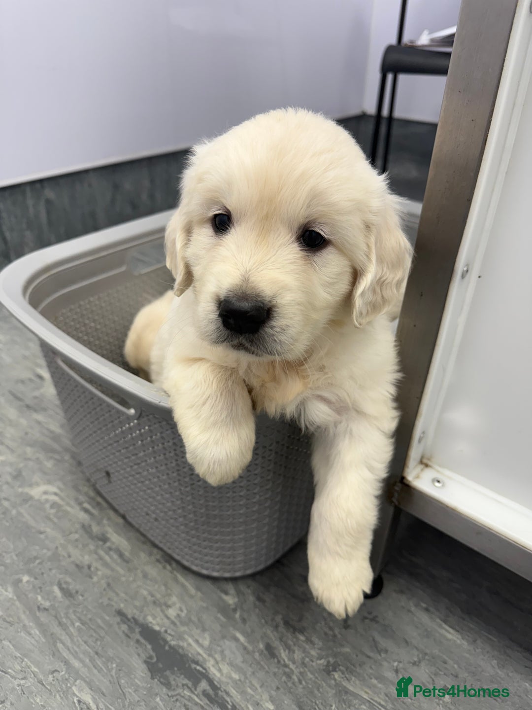 Golden Retriever dogs for sale: English Cream Golden Retriever Babies - Advert 2