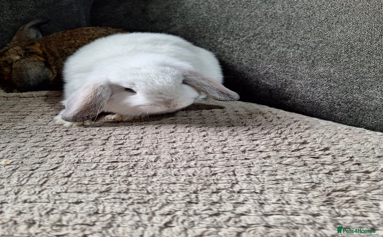 Mini Lion Lop rabbits - Advert 12