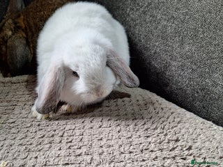 Mini Lion Lop rabbits - Advert 6