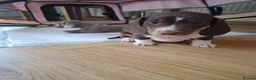 Dachshund dogs for sale: Minature dachshound puppies in Bedlington - Advert 10