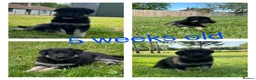 German Shepherd dogs for sale: Stunning KC Registered German Shepherd Puppies   - Advert 5