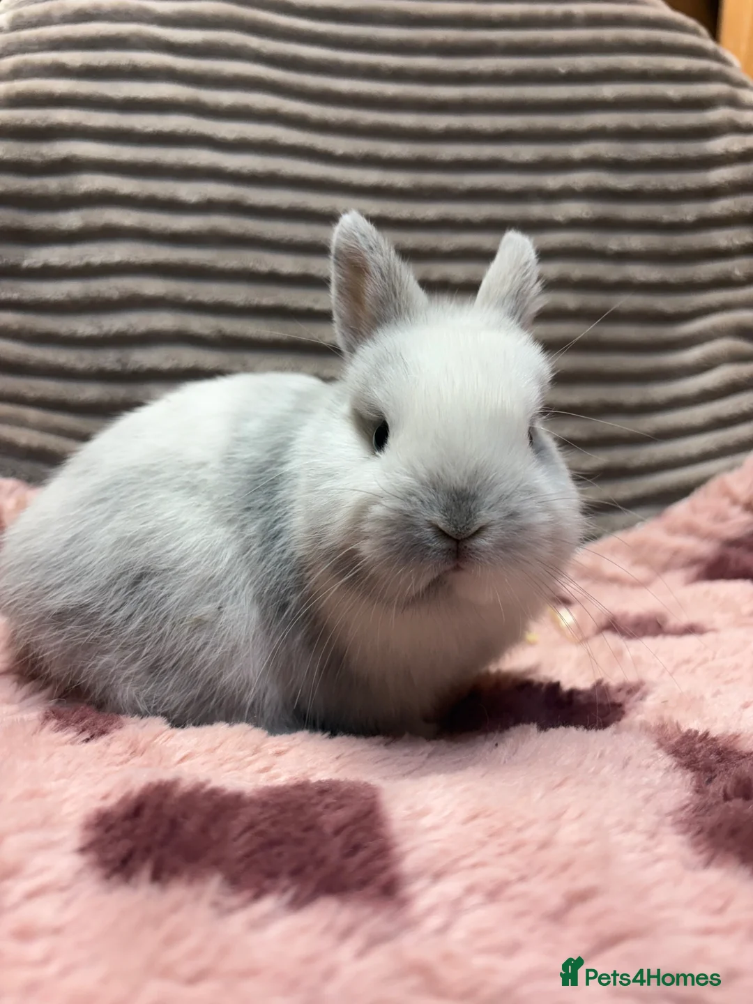 Netherland Dwarf rabbits for sale: Pure bred Netherland Dwarfs (vaccinated) - Advert 17