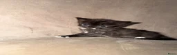 Mixed Breed cats for sale: Kittens  in Knaresborough - Advert 24