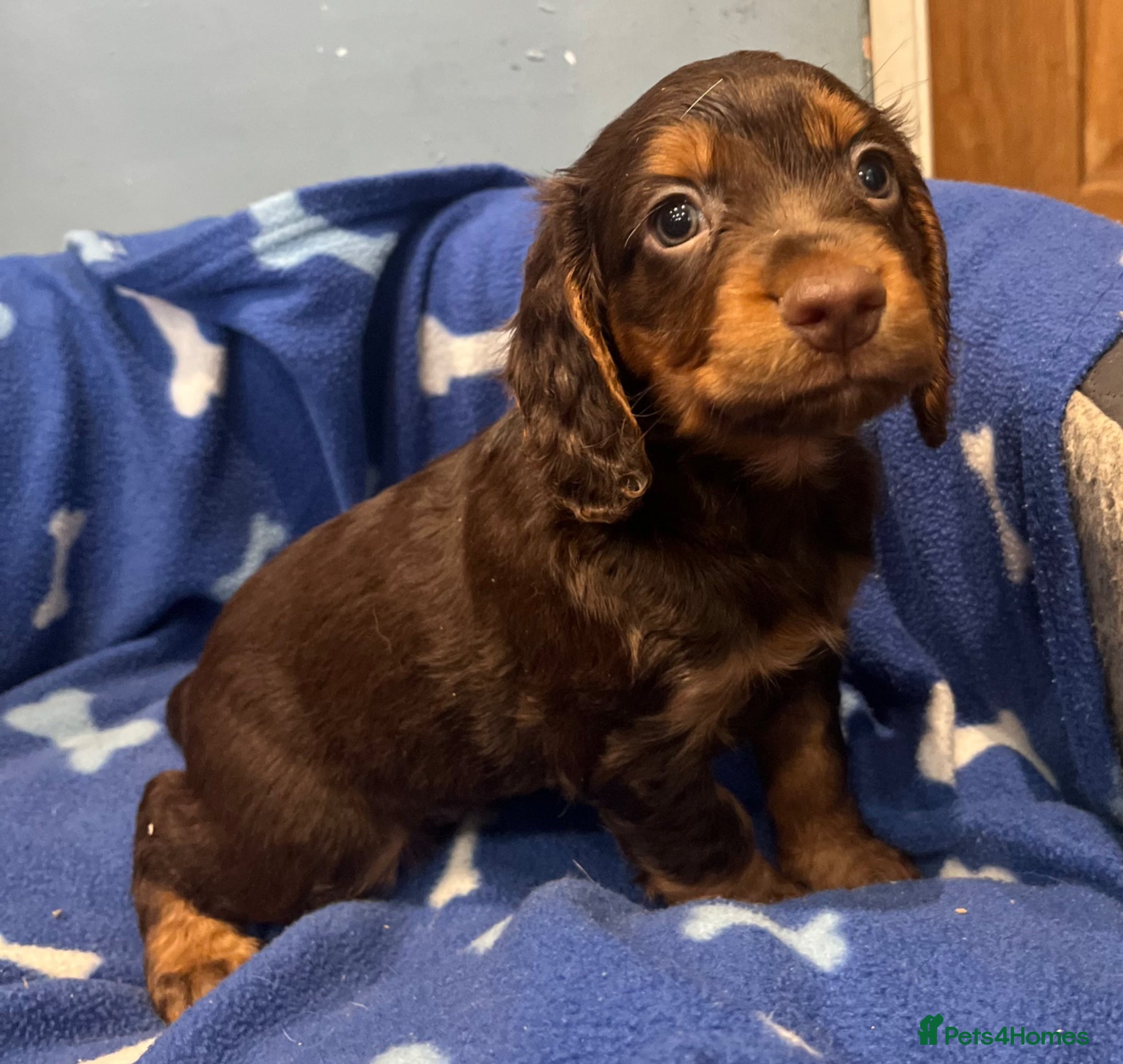 Cocker Spaniel dogs for sale: KC Cocker Spaniel puppies in Abertillery - Advert 10