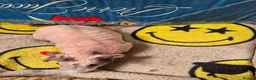 Guinea Pig rodents for sale: Baby Male Skinny Pigs For Sale  - Advert 4