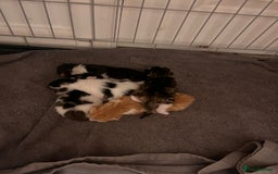 Mixed Breed cats for sale: Please read post. 5 beautiful kittens available  - Image 3