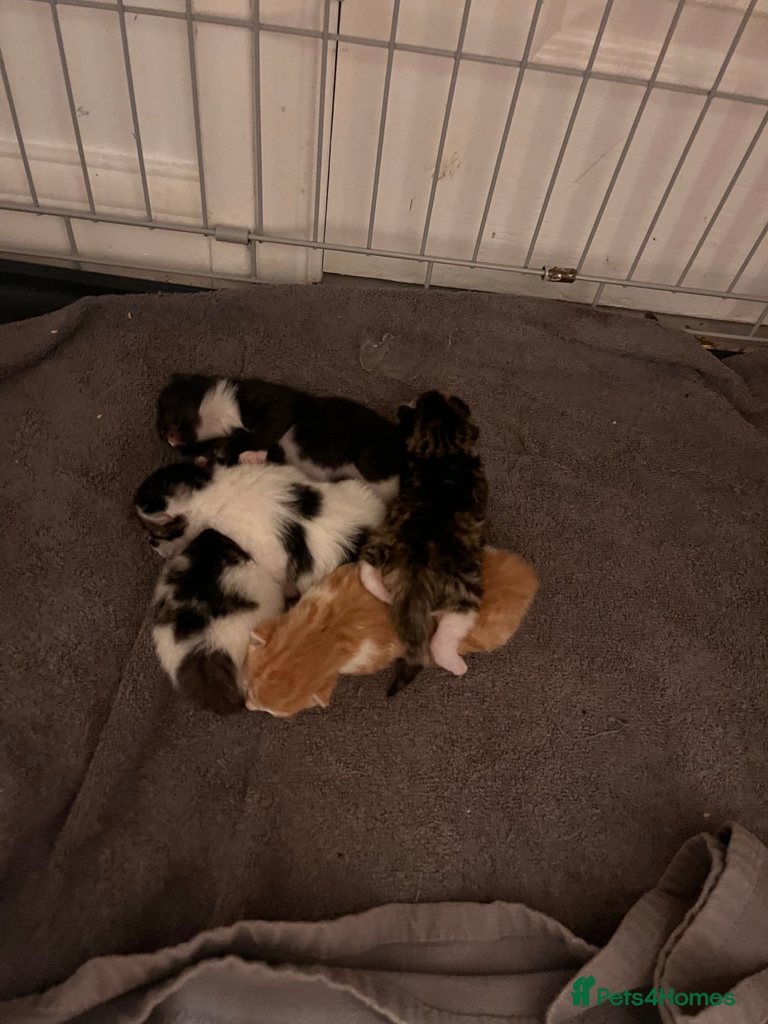 Mixed Breed cats for sale: Please read post. 5 beautiful kittens available  - Image 3