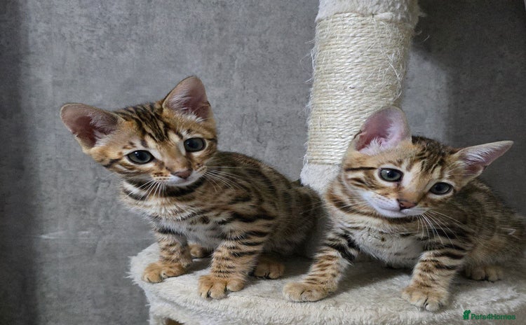 Bengal cats - Advert 2