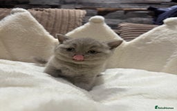 British Shorthair cats for sale: GCCF British Shorthair Chocolate&Lilac kittens - Image 8