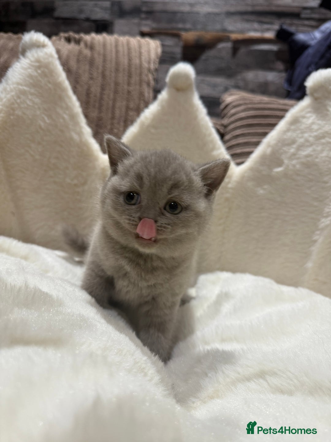 British Shorthair cats for sale: GCCF British Shorthair Chocolate&Lilac kittens - Image 8
