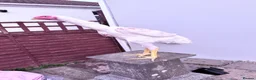 Chickens poultry for sale: WHITE O SHAMO CHICKENS - Advert 15