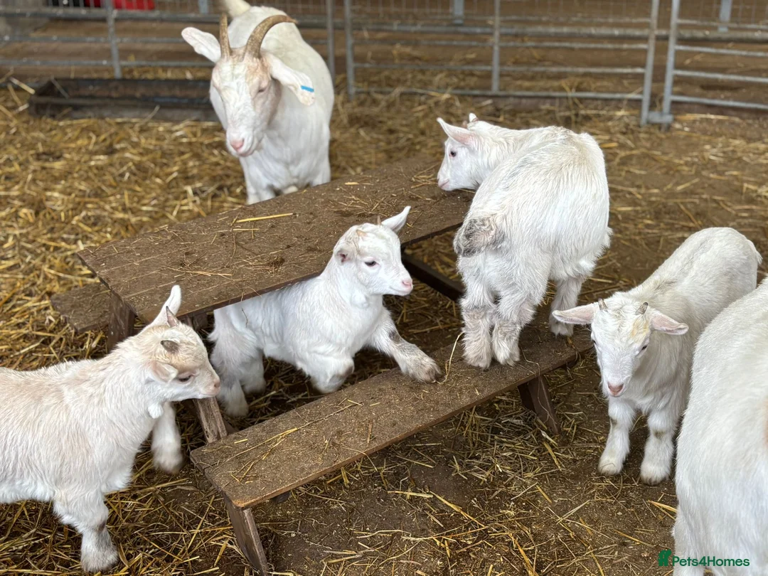 Goats livestock for sale: Pet goats - Advert 9