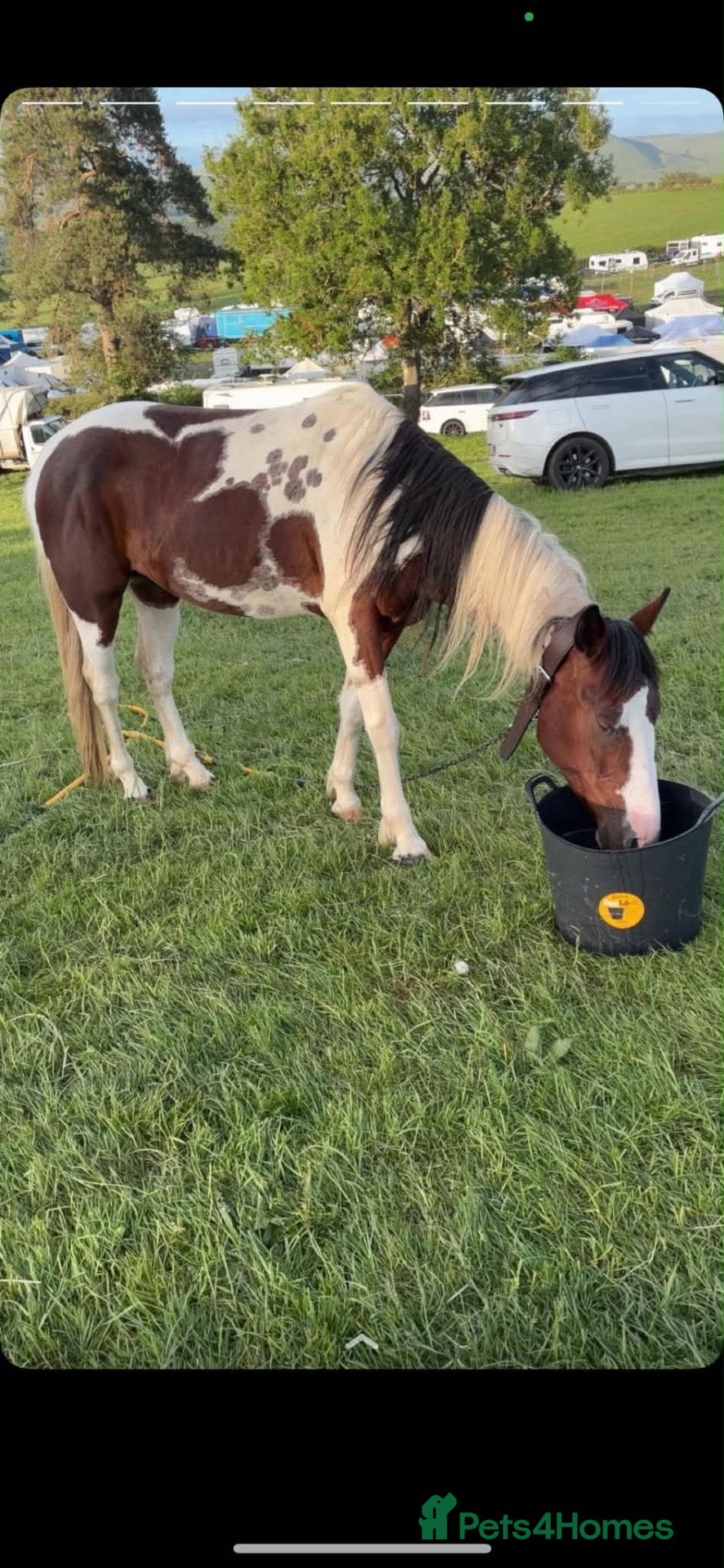 Polish Halfbred horses 14hh 5 year old gelding ride and drive  - Advert 5