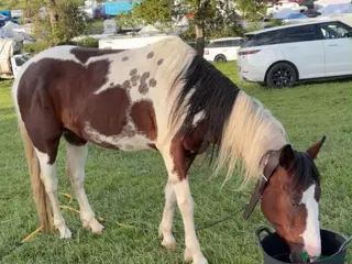 Polish Halfbred horses 14hh 5 year old gelding ride and drive - Advert 1