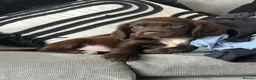 Cockapoo dogs for sale: Gorgeous F1 Miniature Cockapoo Boys – Ready Now  - Advert 1