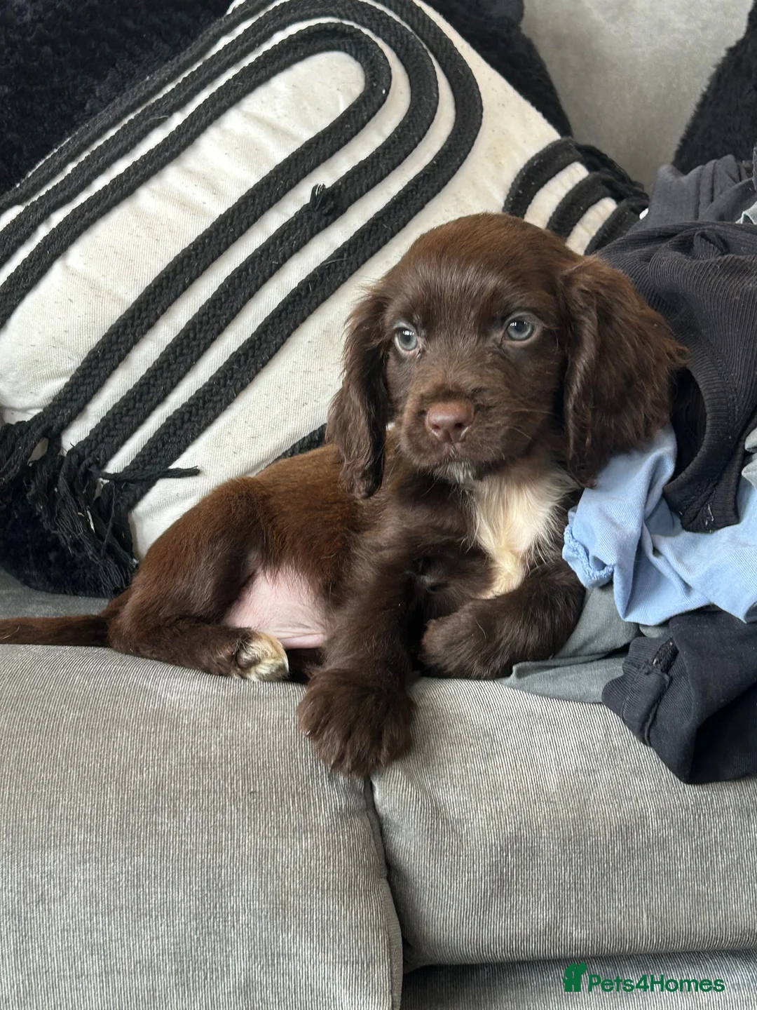 Cockapoo dogs for sale: Gorgeous F1 Miniature Cockapoo Boys – Ready Now  - Advert 1