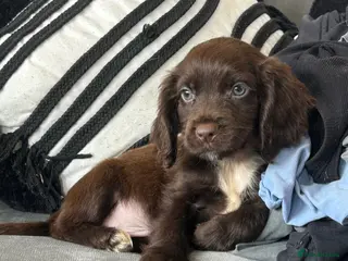 Cockapoo dogs 5 Gorgeous F1 Miniature Cockapoo Boys – Ready Now - Advert 3