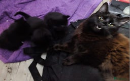 Mixed Breed cats for sale: Stunning cheeky,ragdoll cross kittens - Image 5