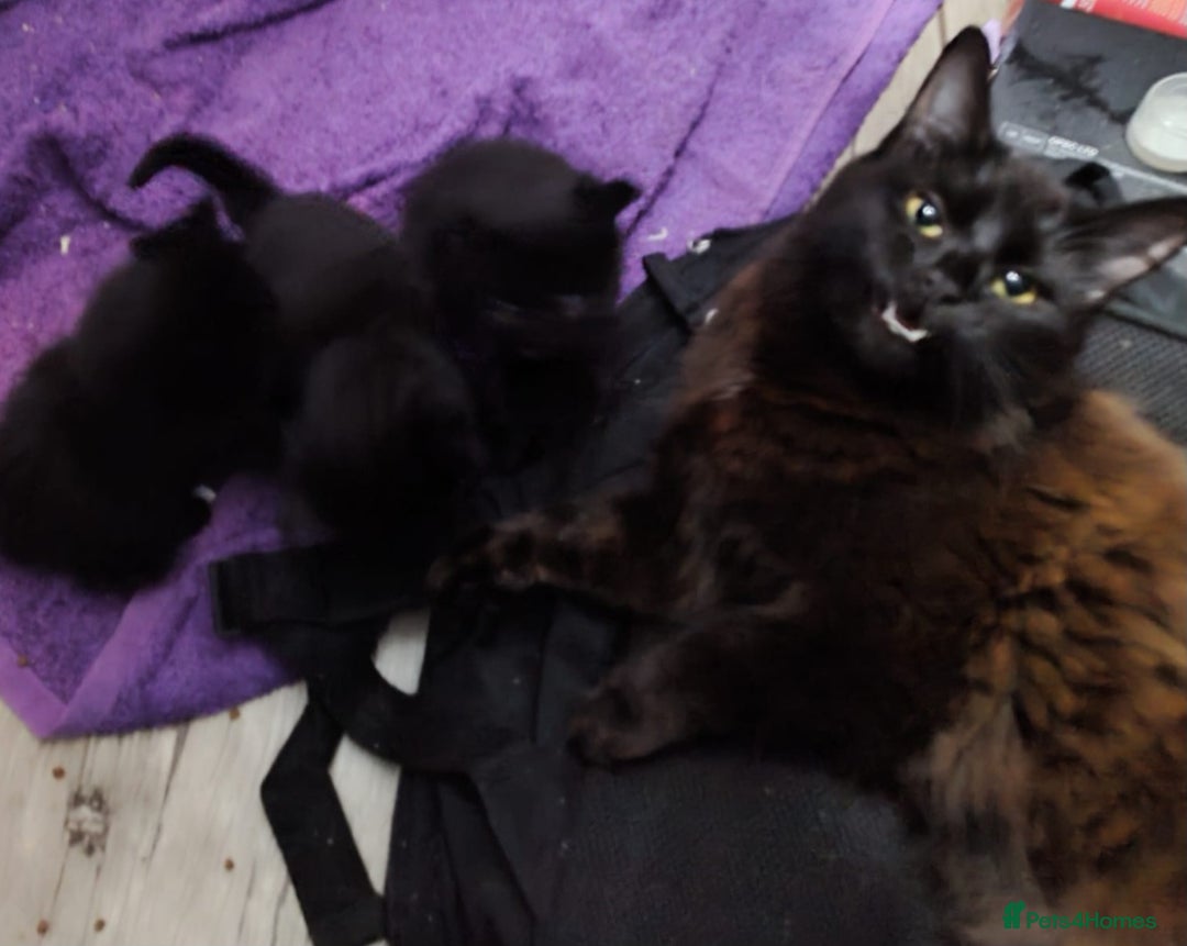 Mixed Breed cats for sale: Stunning cheeky,ragdoll cross kittens - Image 5