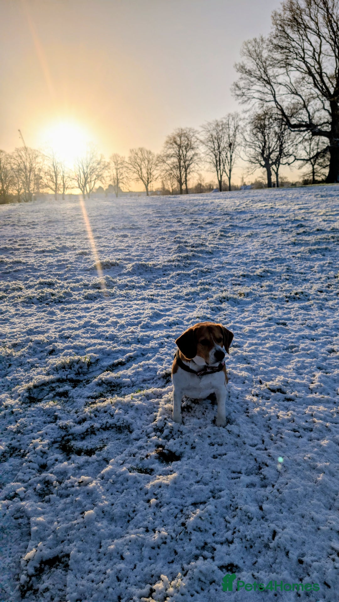 Beagle dogs for stud: Lewis 5 year old Beagle - Advert 3