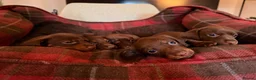 Miniature Dachshund dogs for sale: Beautiful litter of chocolate miniature Dachshunds - Advert 3