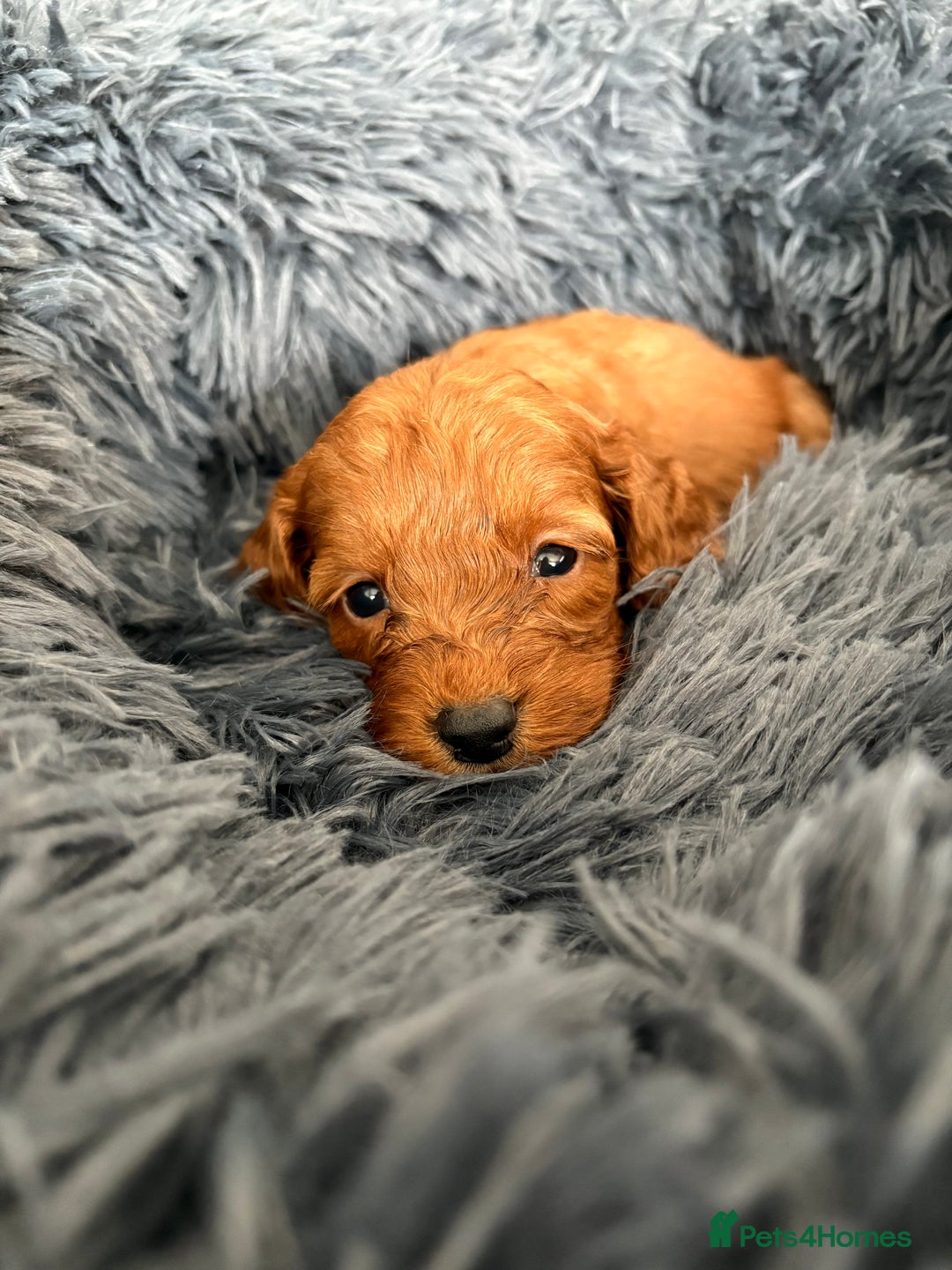 Cockapoo dogs for sale: Beautiful fox red cockapoo - Image 16