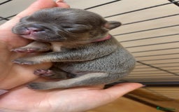 French Bulldog dogs for sale: Frenchies  - Advert 3