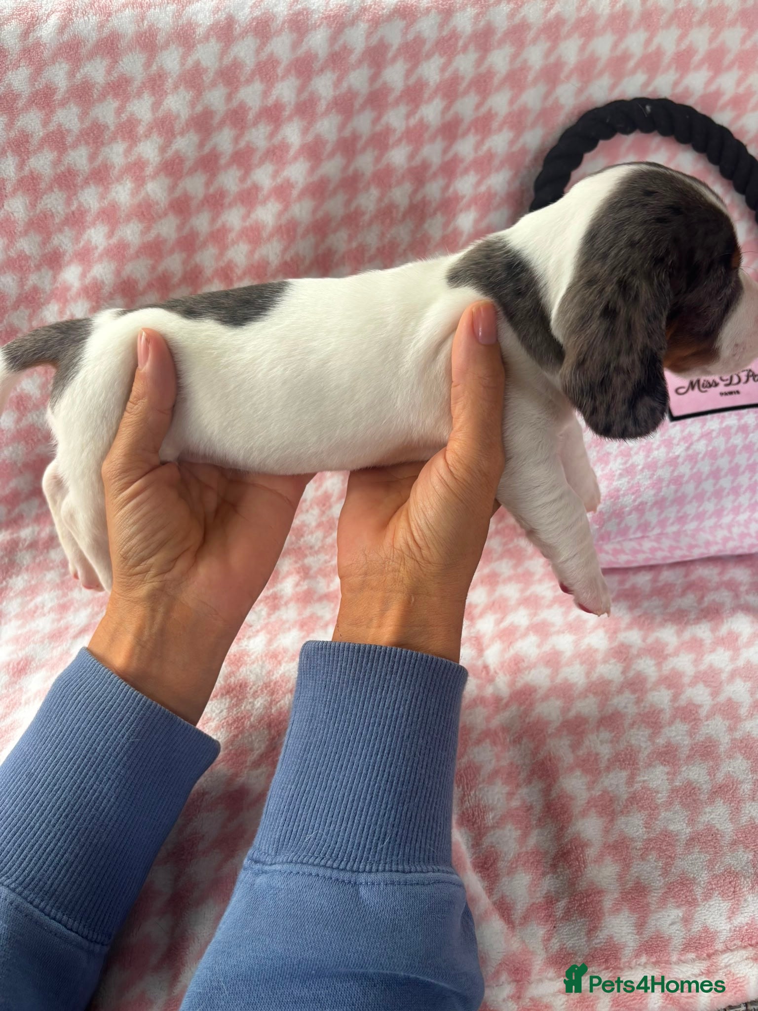 Miniature Dachshund dogs for sale: Miniature dachshund puppies - Advert 12