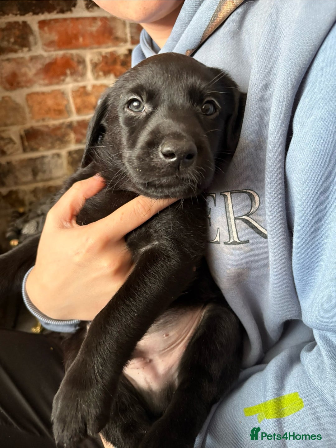 Labrador Retriever dogs for sale: Gorgeous chunky black lab pups🖤 - Advert 34