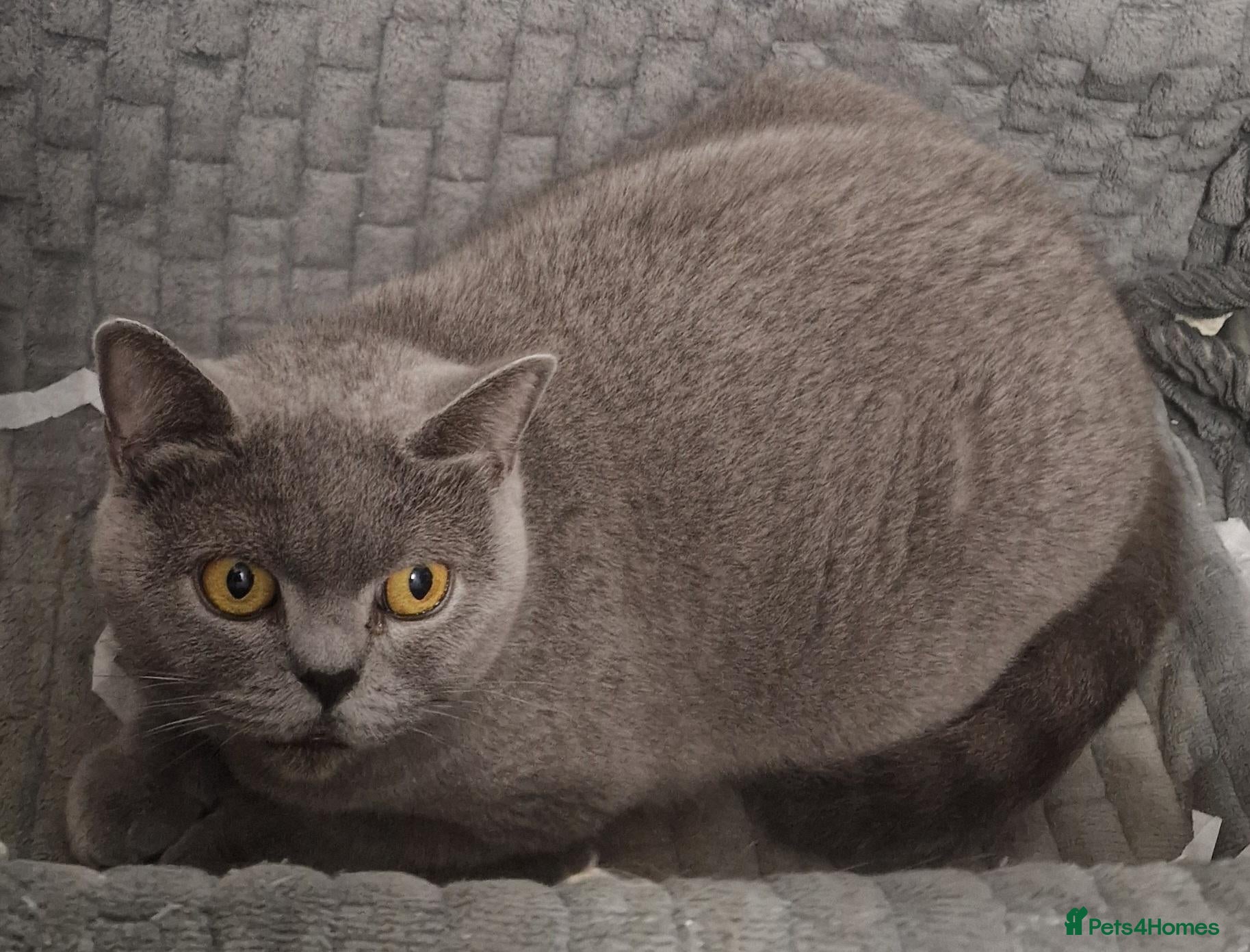 British Shorthair cats Gorgeous gccf reg British Shorthair girl - Advert 2