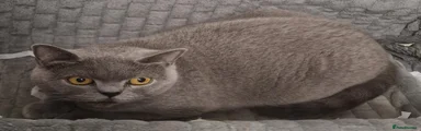 British Shorthair 1