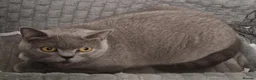 British Shorthair cats for sale: Gorgeous gccf reg British Shorthair girl - Advert 2