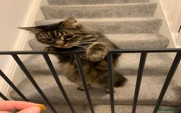 Norwegian Forest Cat cats for sale: Motoko: Norwegian Forest Cat x Maine Coon - Image 14