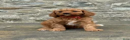 Cavapoo dogs for sale: Fox red&  dark peach cavapoo’s reared with love. - Advert 13